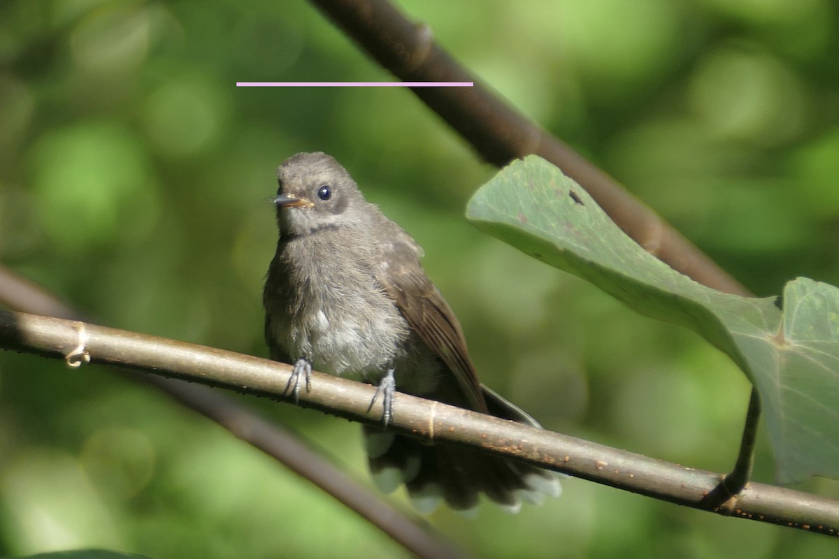 Pohnpei Fantail - ML86040531