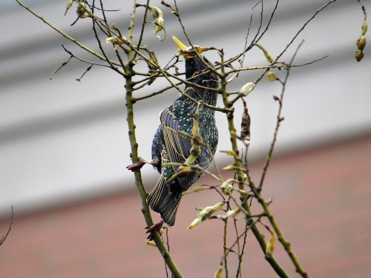 European Starling - ML86043641