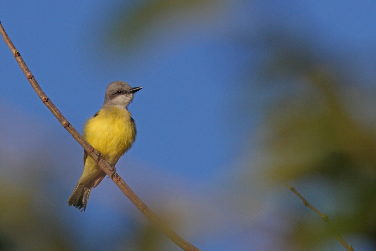 Tropical Kingbird - ML86043741