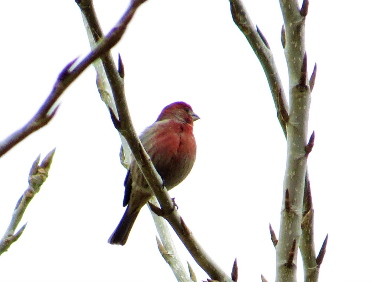 House Finch - ML86043931