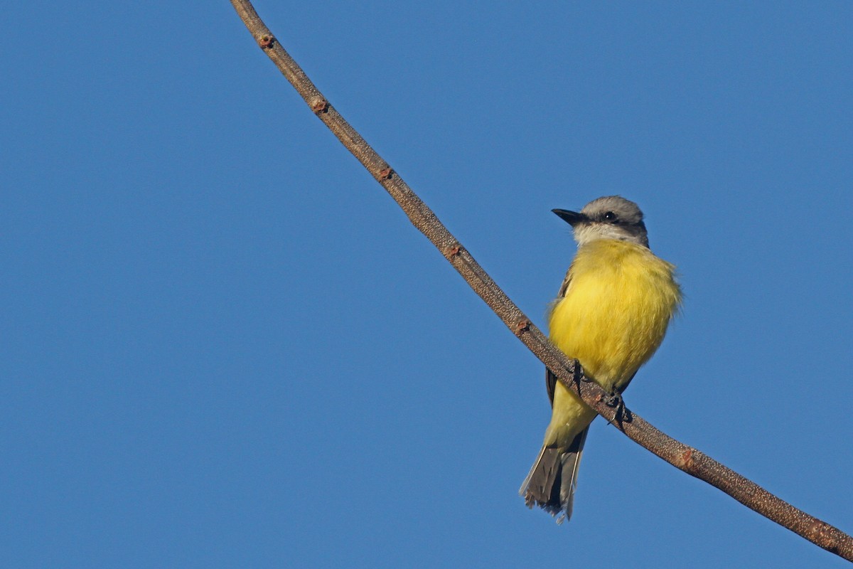 Tropical Kingbird - ML86043991