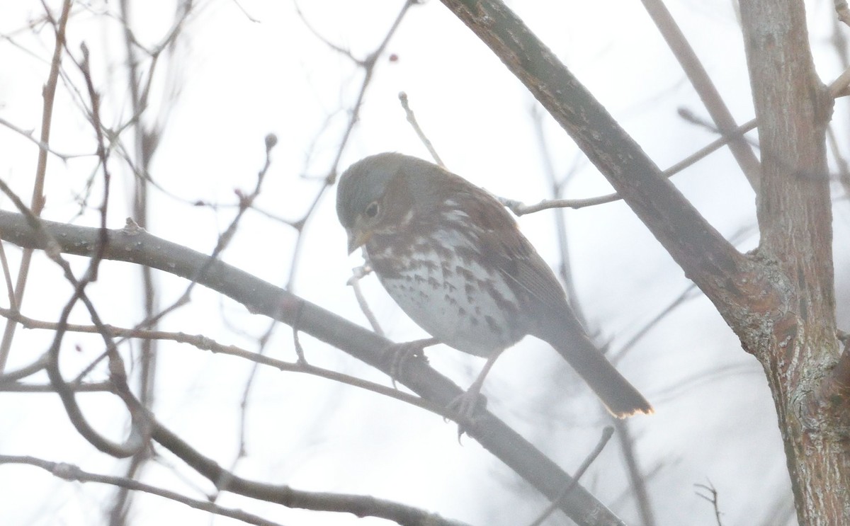 Fox Sparrow - ML86044741