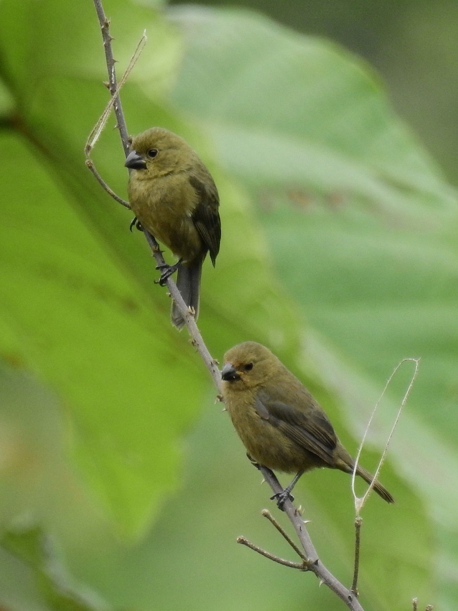 Variable Seedeater - ML86044781