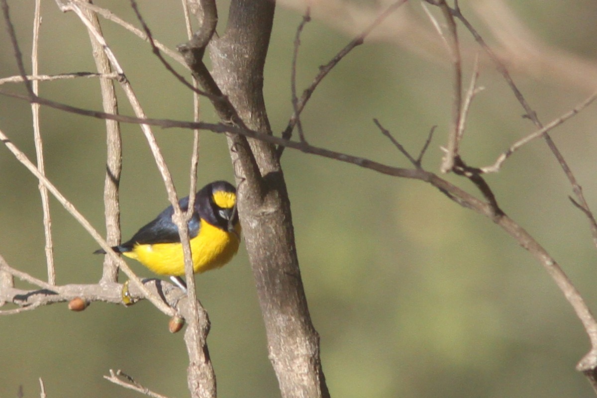 Scrub Euphonia - ML86045301