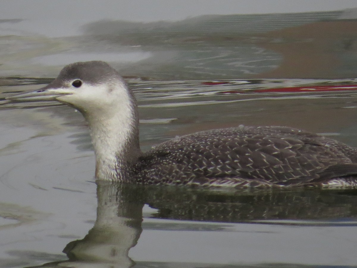 Red-throated Loon - Ben West