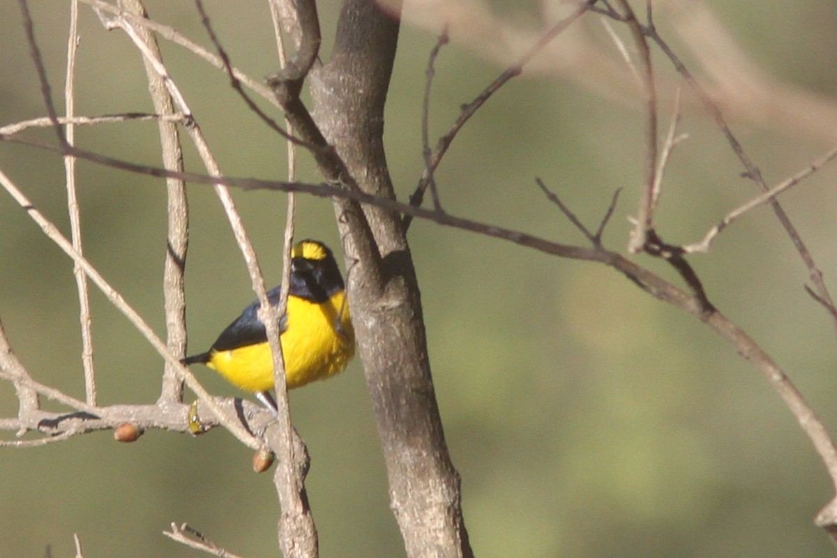 Scrub Euphonia - ML86045551