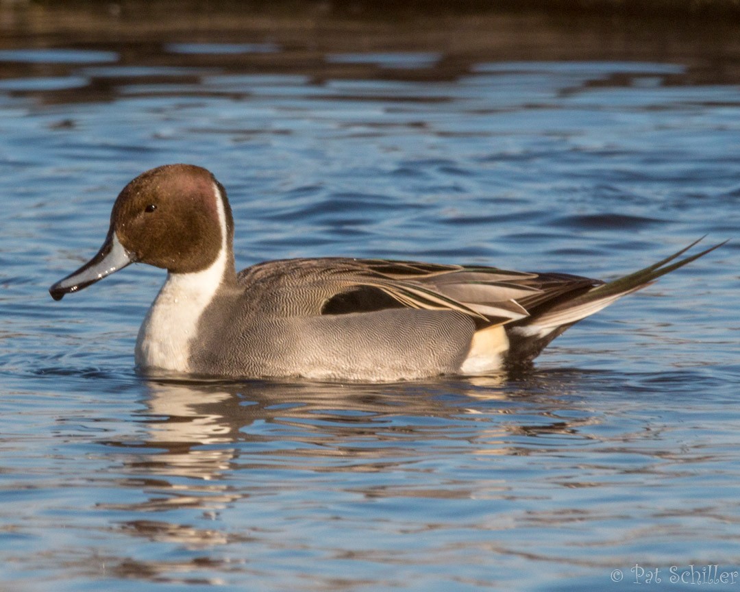 Northern Pintail - Theresa Schiller