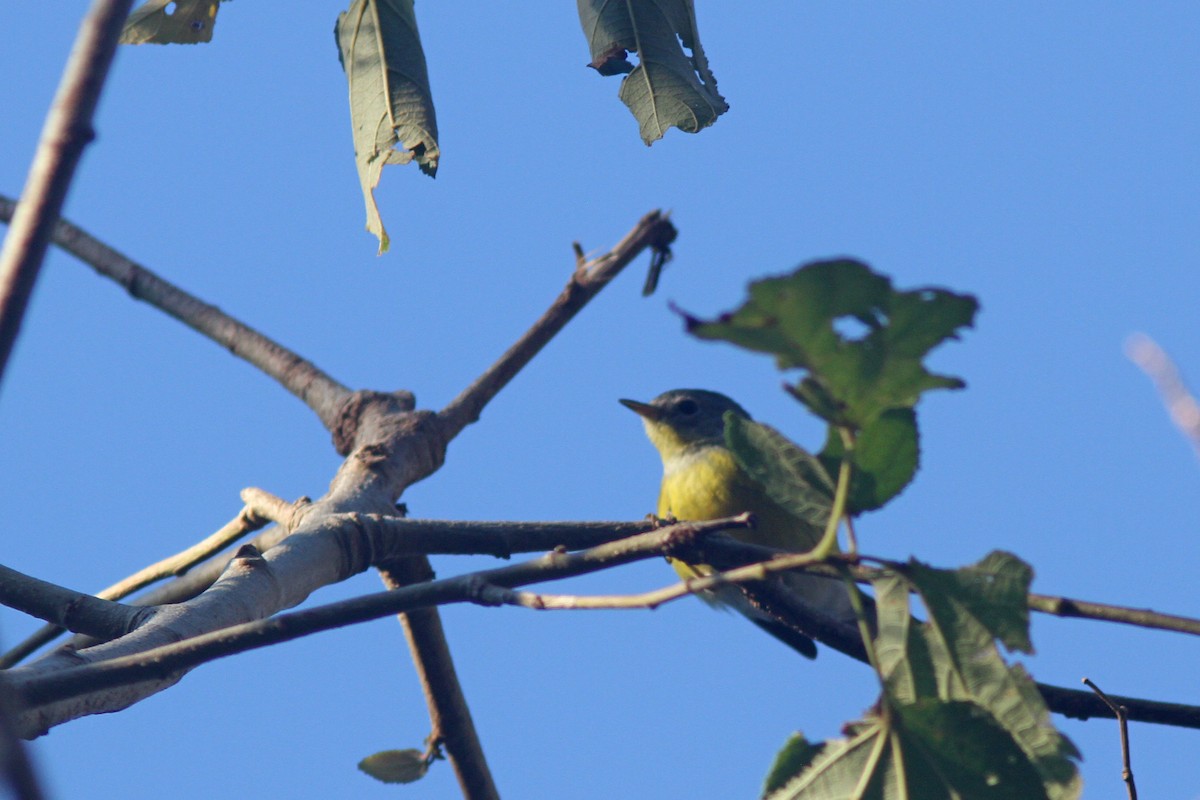 Magnolia Warbler - Larry Therrien