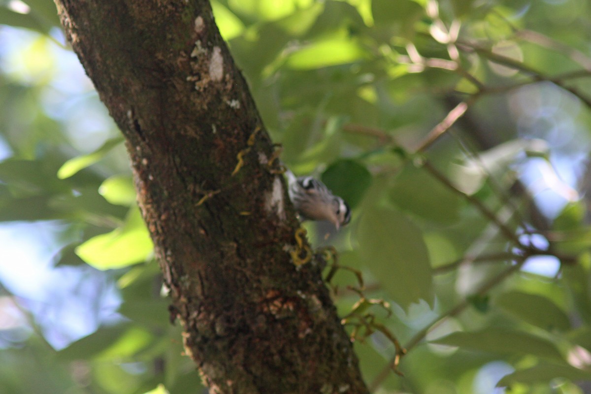 Black-and-white Warbler - ML86047521