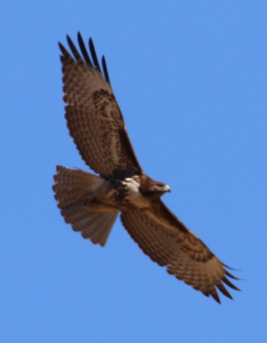 Red-tailed Hawk (calurus/alascensis) - ML86048581