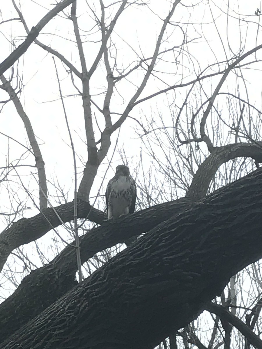 Red-tailed Hawk - ML86051661