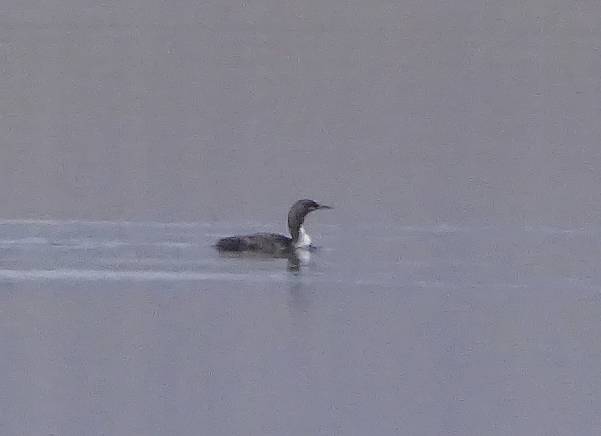 Pacific Loon - Nancy Overholtz