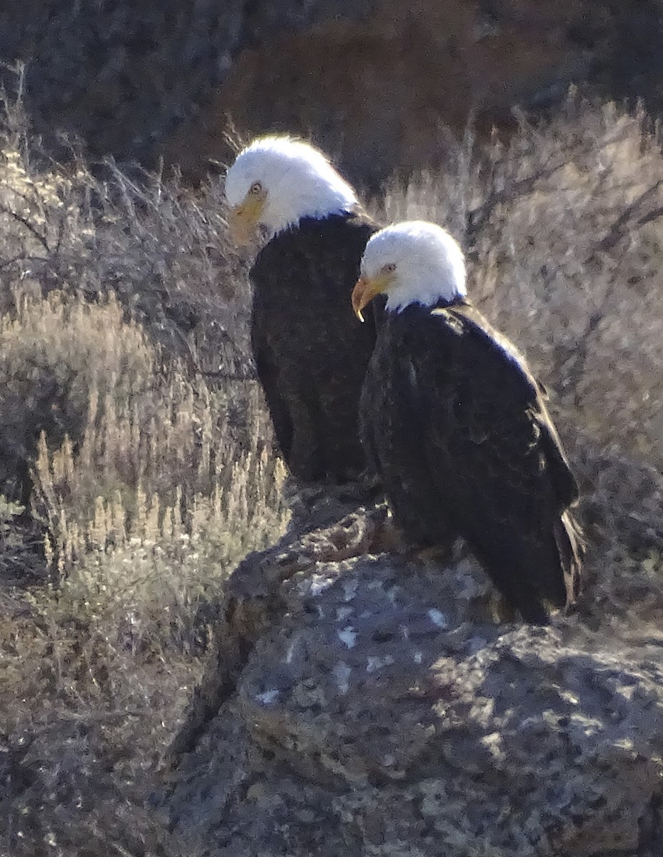 Bald Eagle - ML86051901