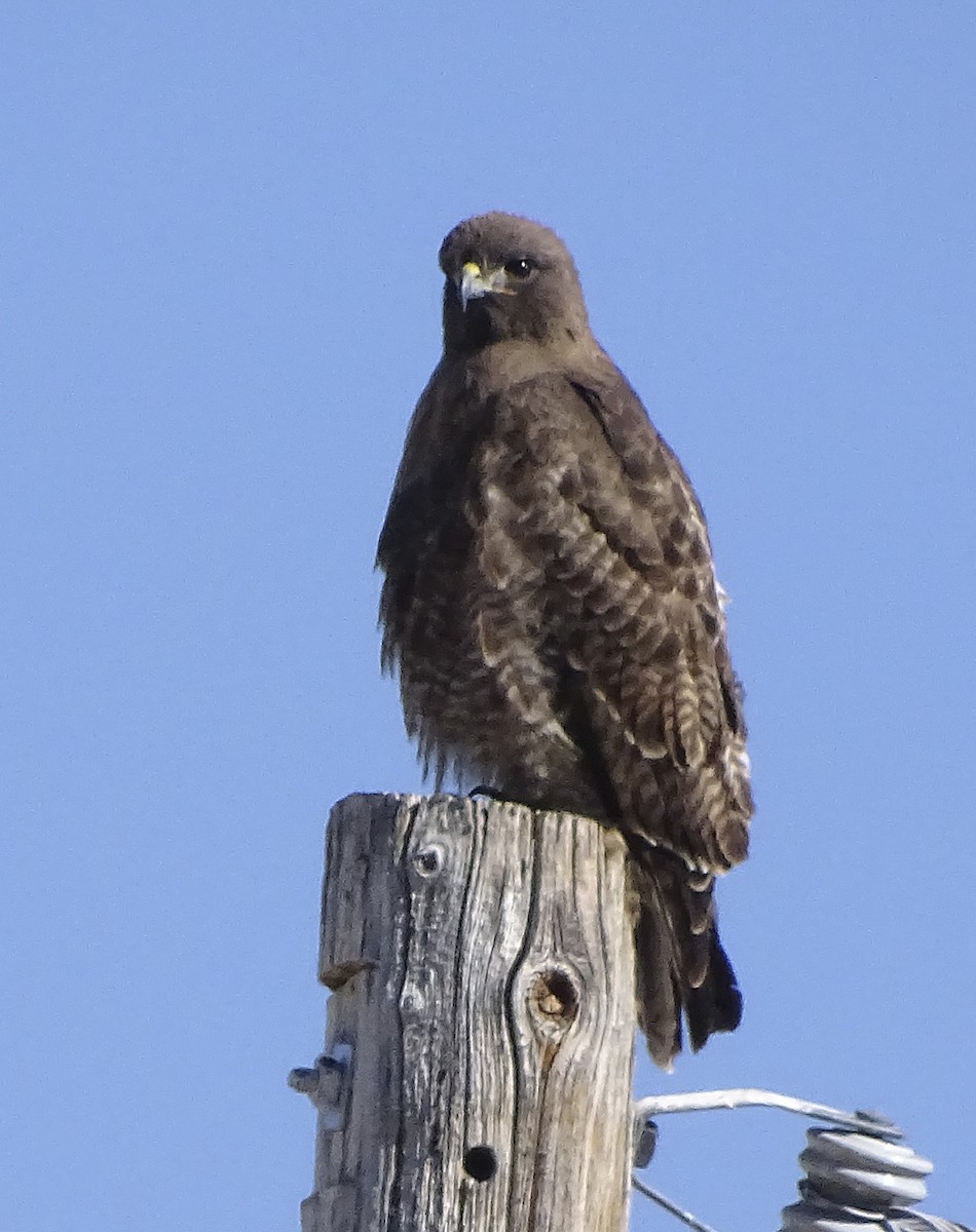 Red-tailed Hawk - ML86051951