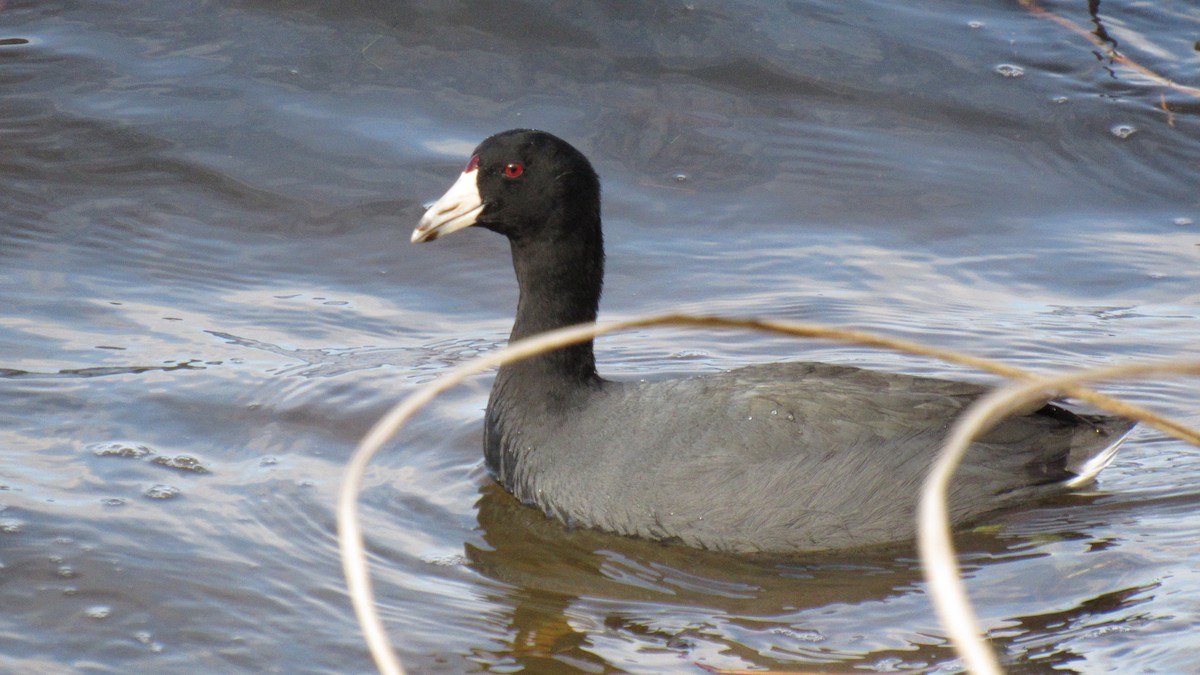 American Coot - ML86052681