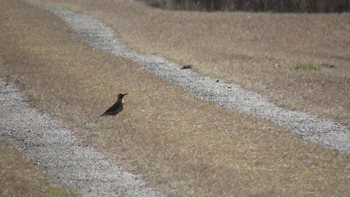 Northern Flicker - ML86052821