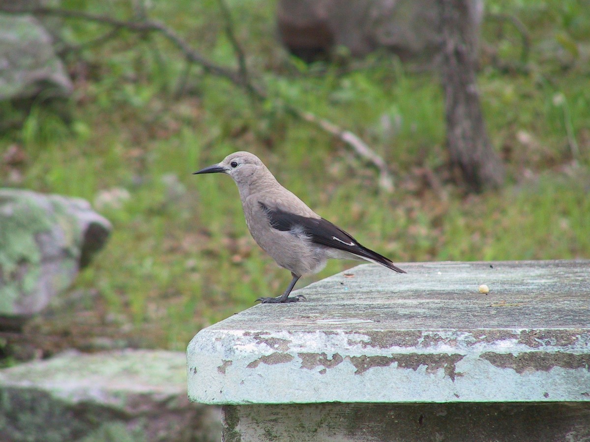 Clark's Nutcracker - ML86054091