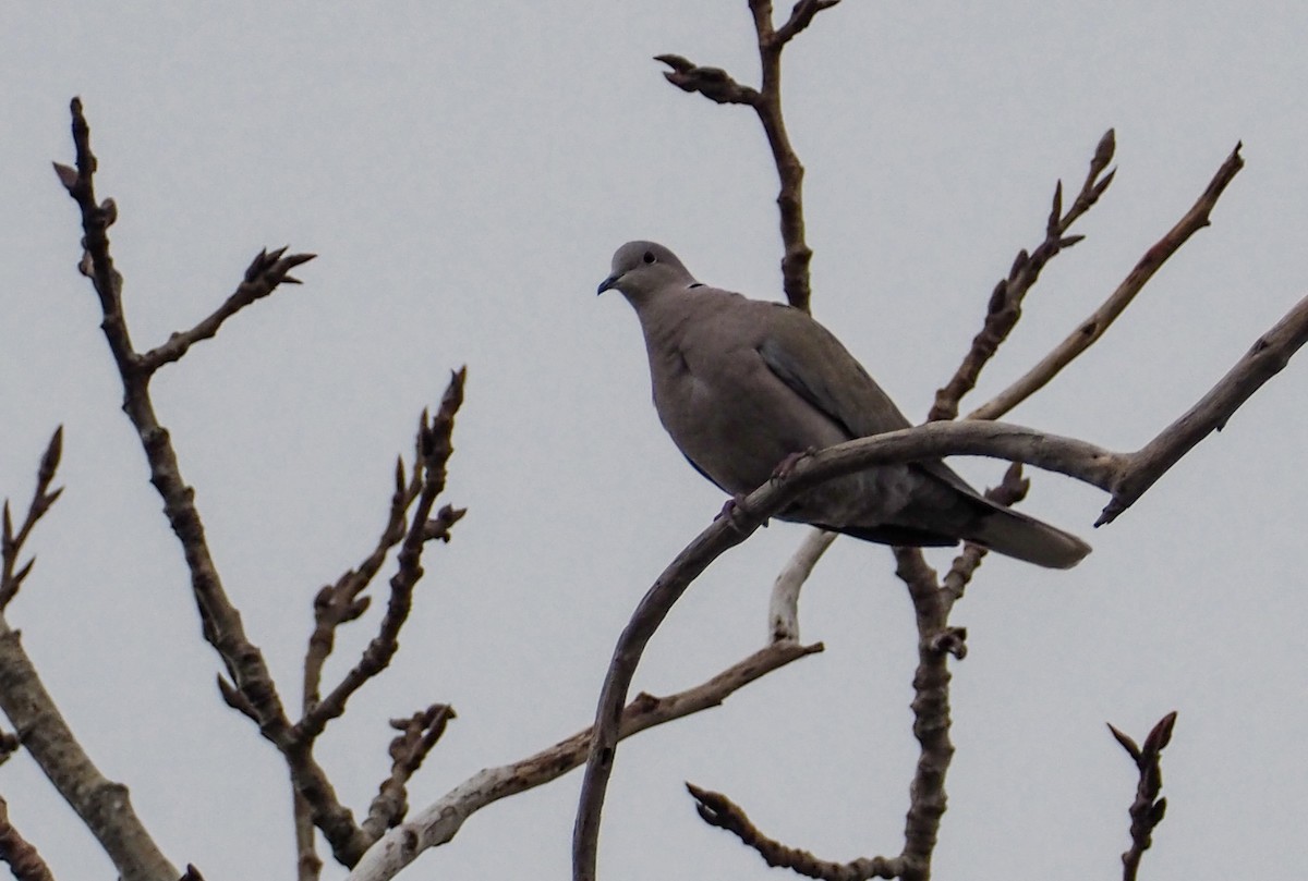 Eurasian Collared-Dove - ML86054681