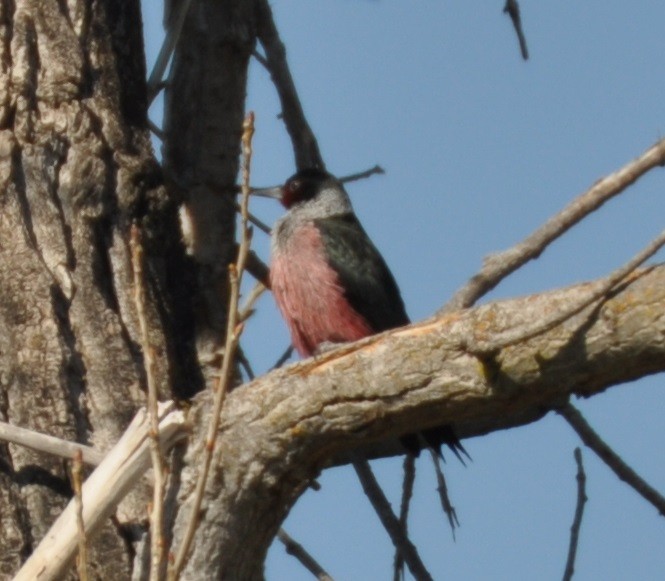 Lewis's Woodpecker - ML86054921