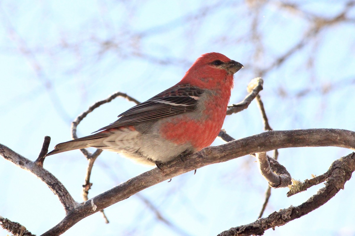 Pine Grosbeak - Denise Chambers