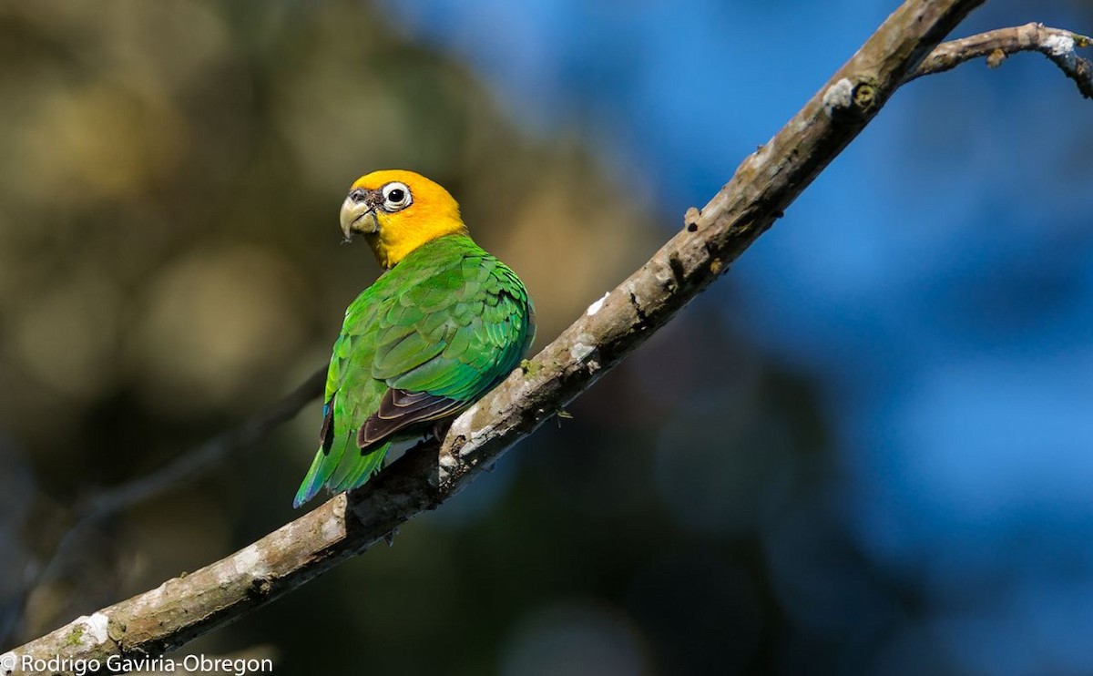 Saffron-headed Parrot - Diego Calderón-Franco @diegoCOLbirding