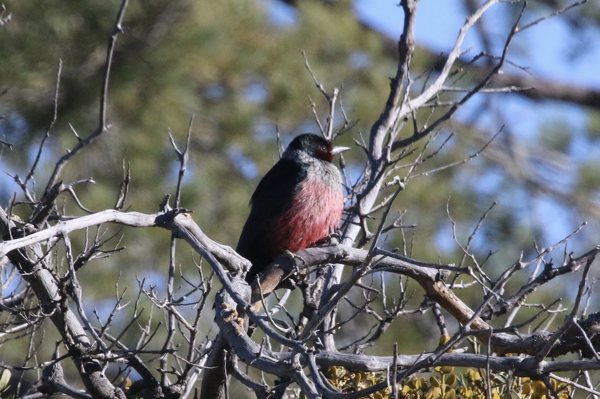 Lewis's Woodpecker - ML86060171