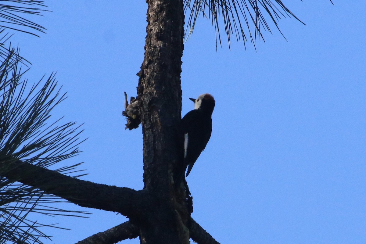 White-headed Woodpecker - Vicki  Sandage