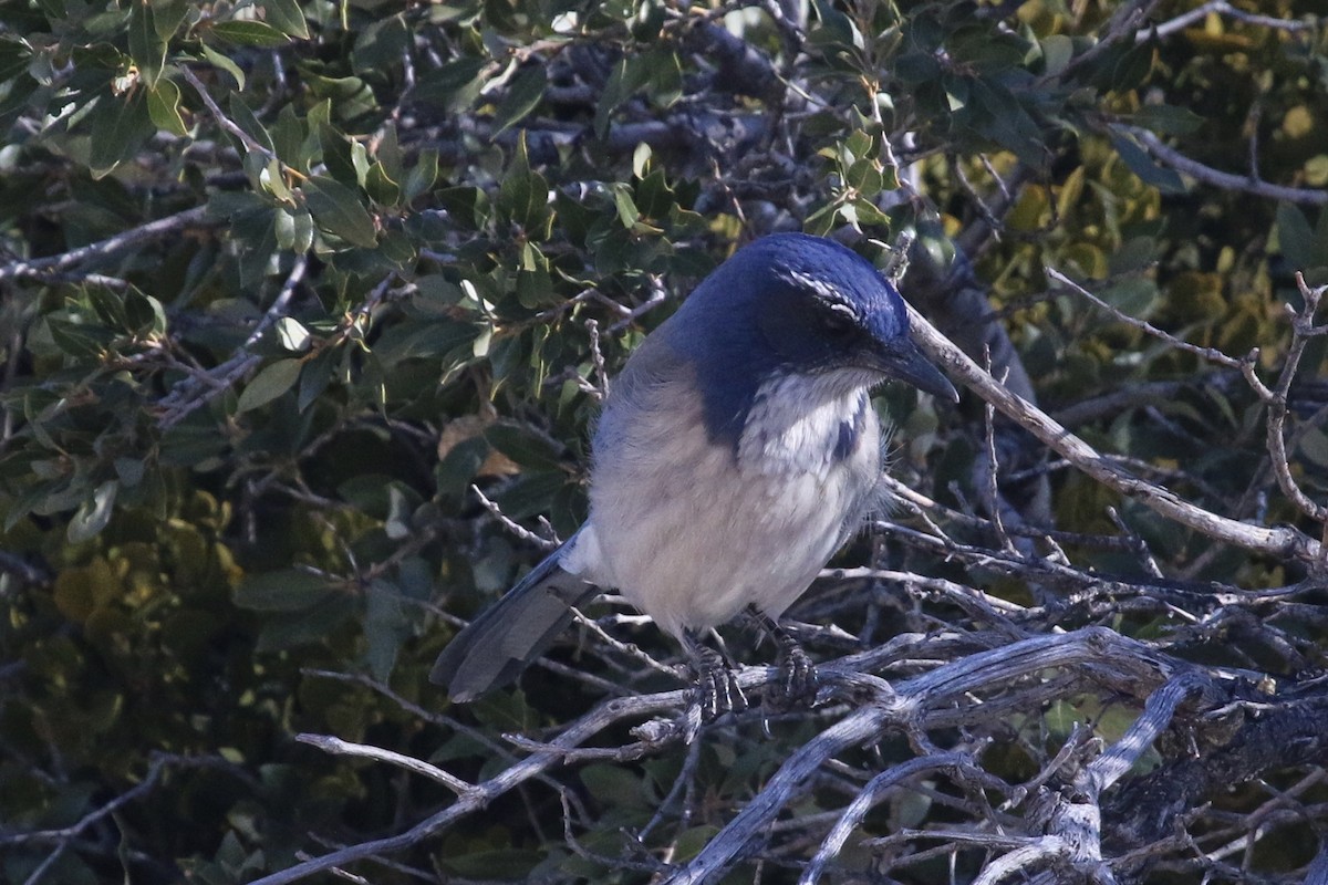 California Scrub-Jay - ML86060341