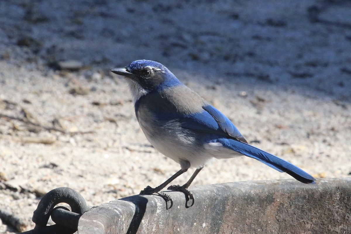 California Scrub-Jay - ML86060371