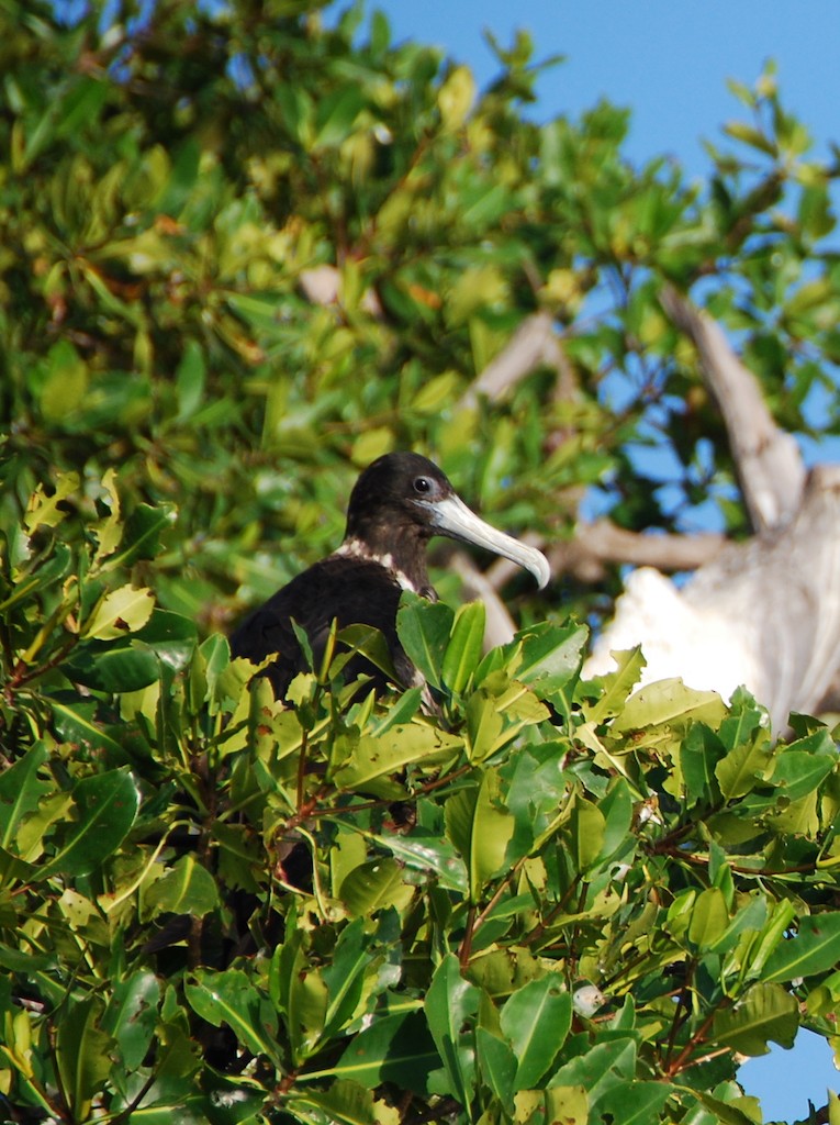 Magnificent Frigatebird - ML86060481
