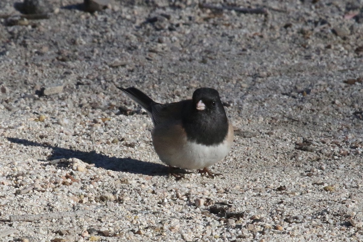 Junco Ojioscuro (grupo oreganus) - ML86060571