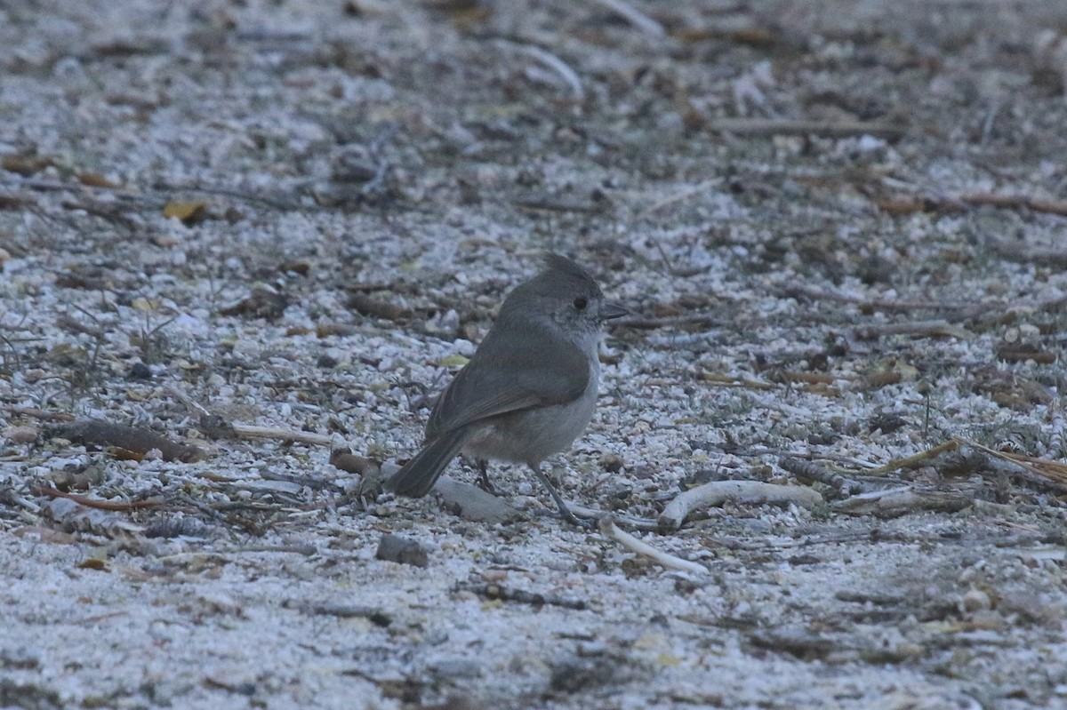 Oak Titmouse - ML86060661