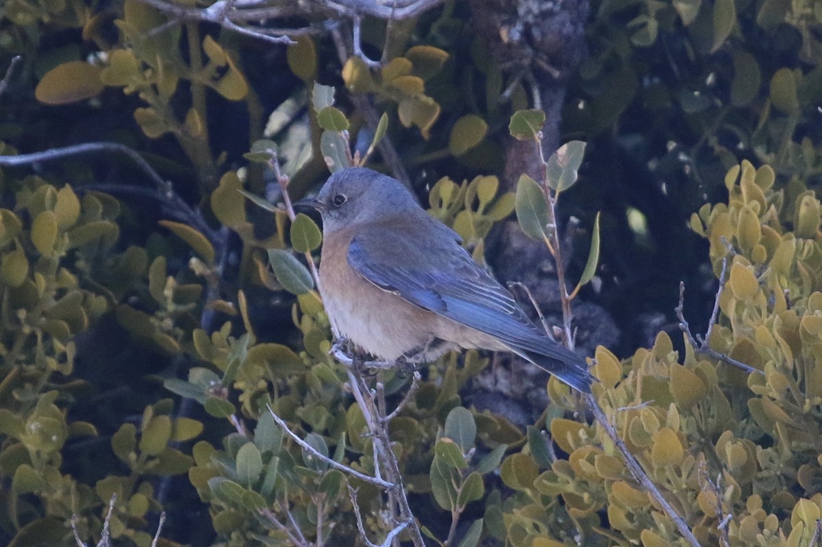 Western Bluebird - ML86060721