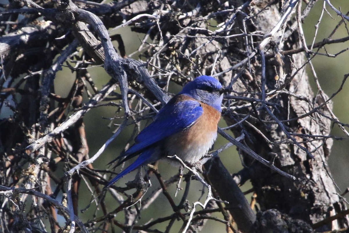 Western Bluebird - Vicki  Sandage