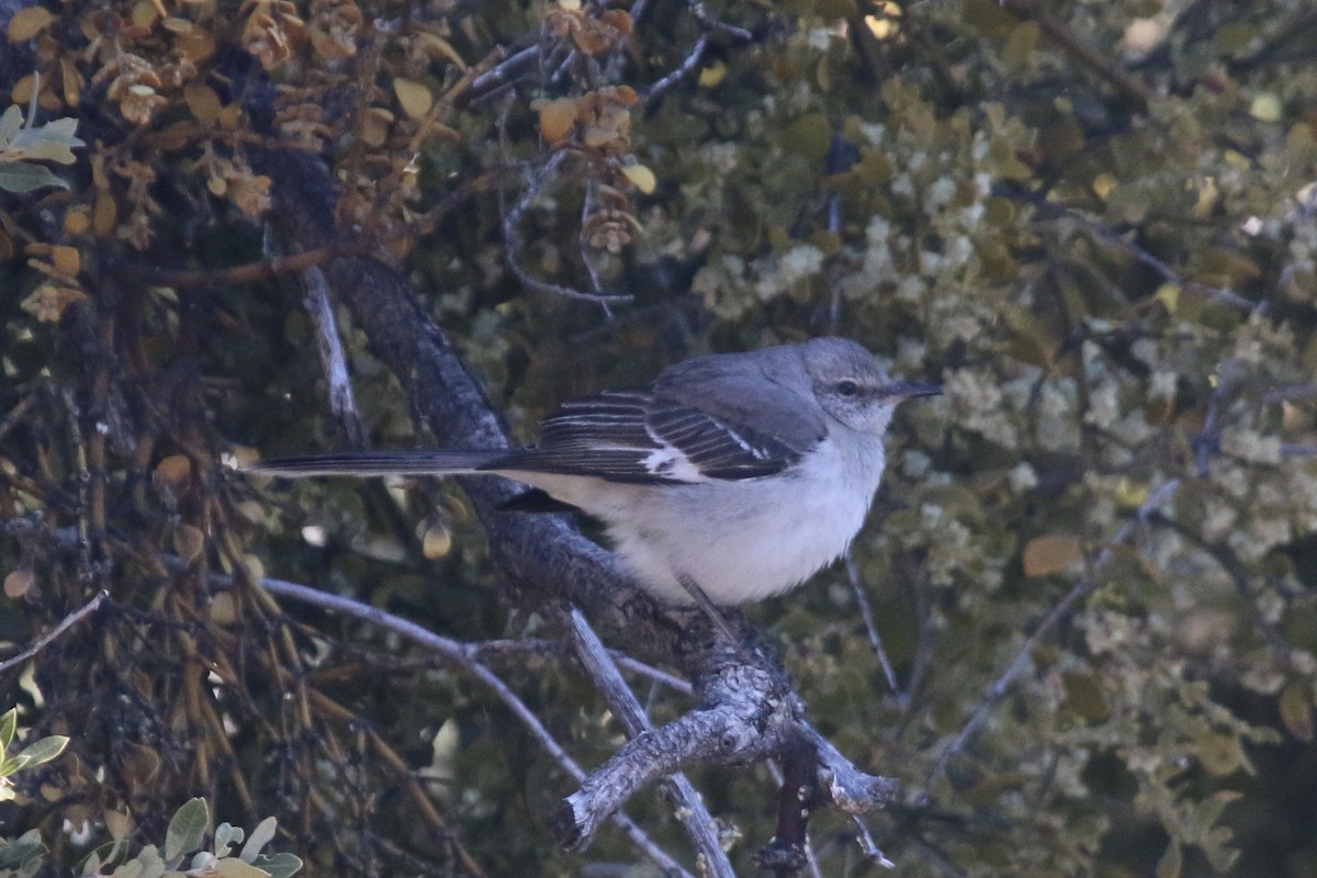 Northern Mockingbird - Vicki  Sandage