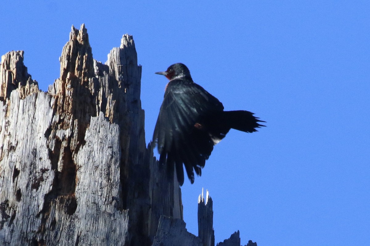 Lewis's Woodpecker - Vicki  Sandage