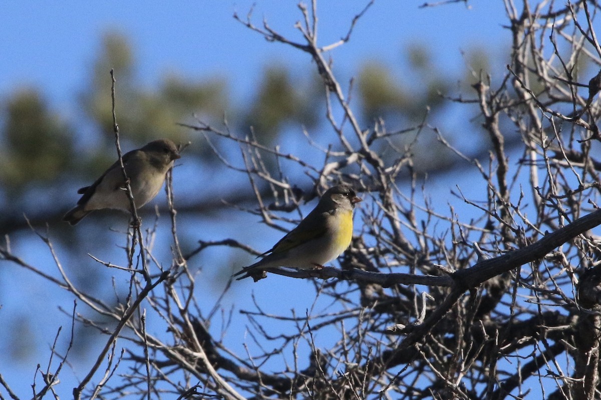 Lawrence's Goldfinch - Vicki  Sandage