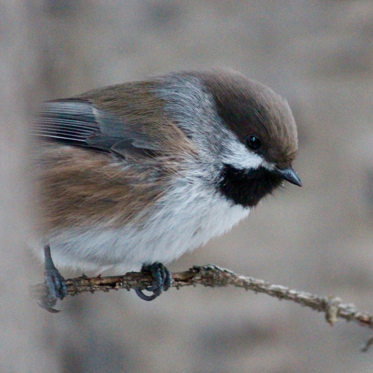 Boreal Chickadee - ML86061211