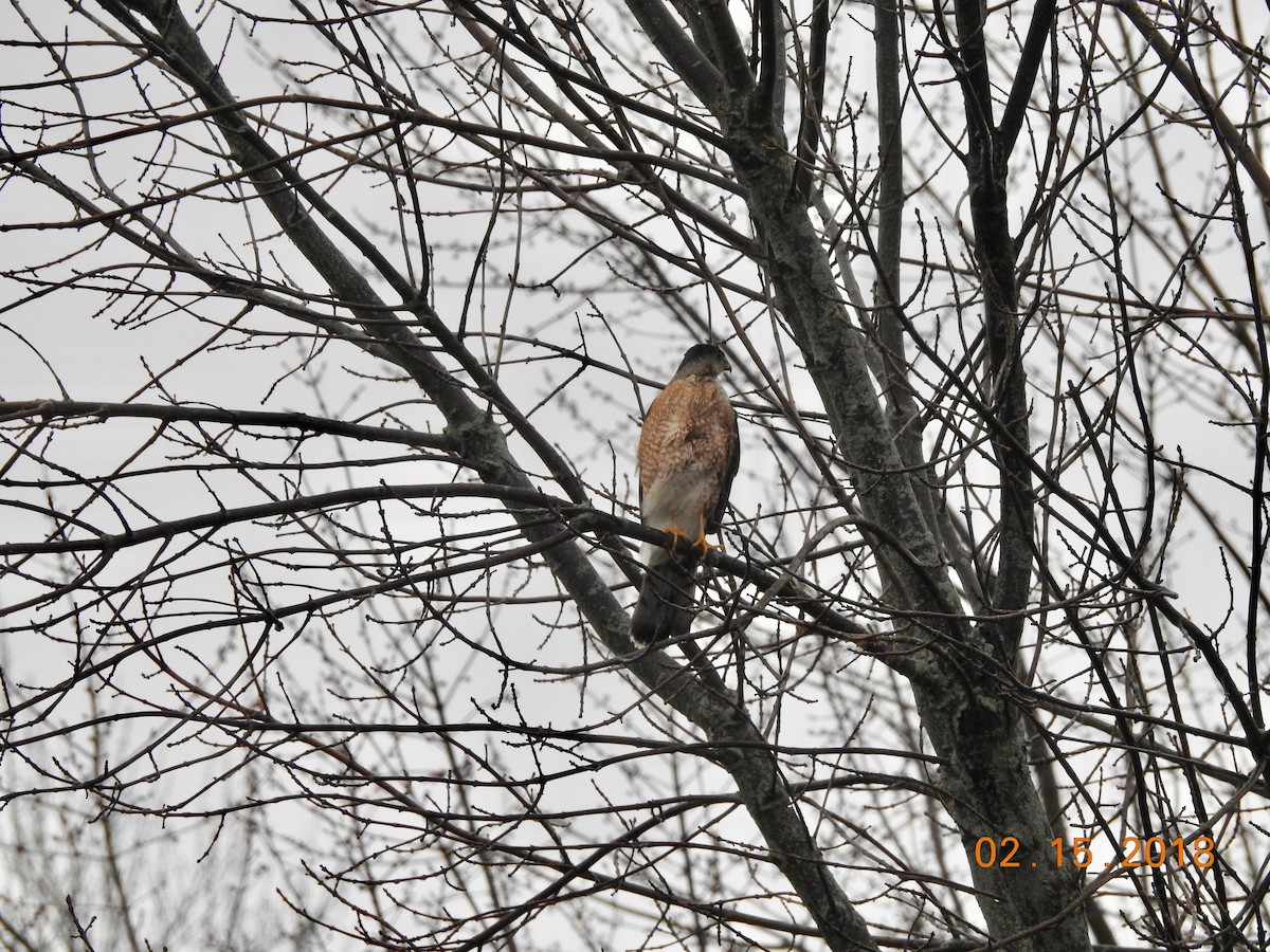 Cooper's Hawk - ML86061251