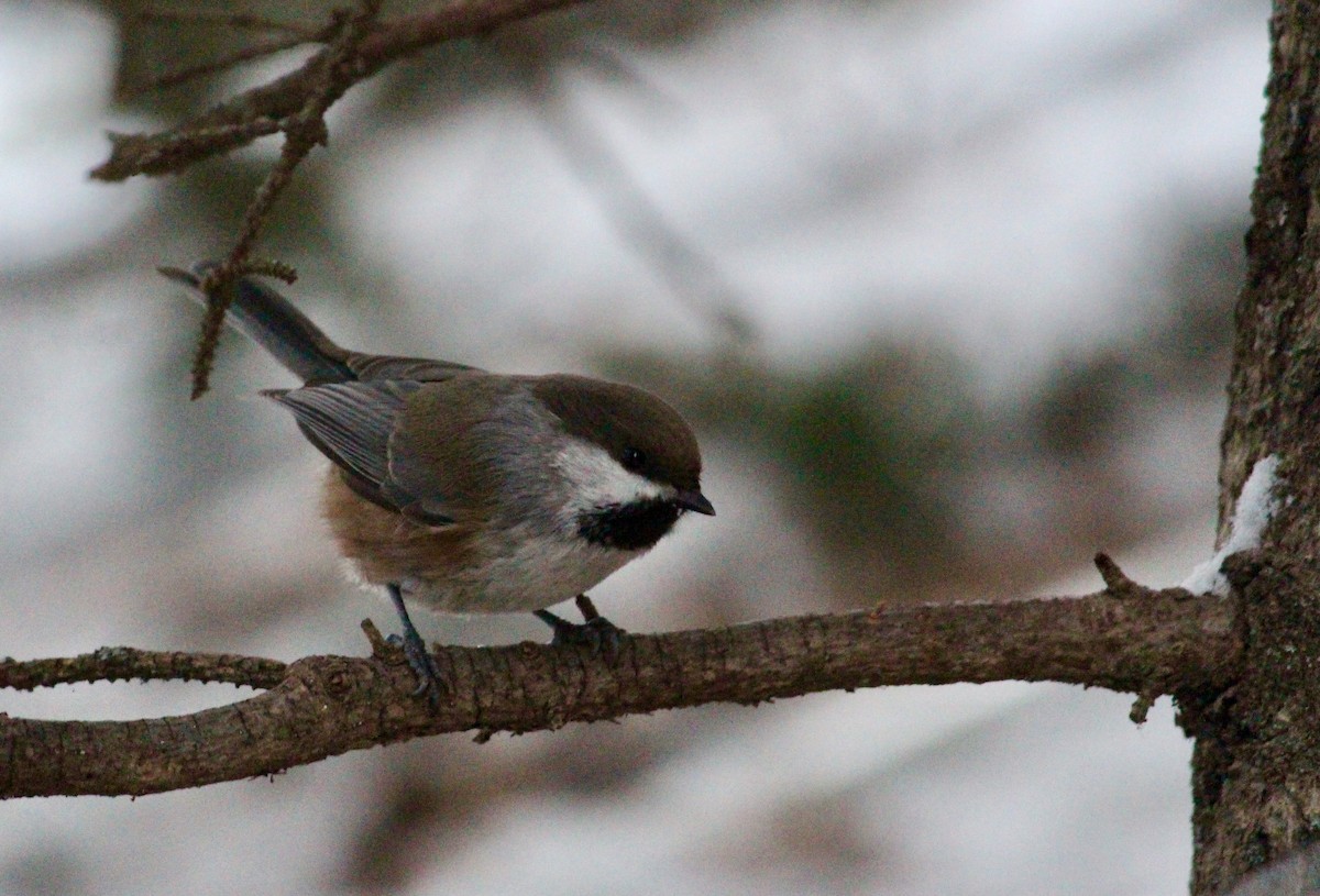 Boreal Chickadee - ML86061311