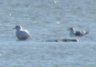 Glaucous Gull - ML86061331