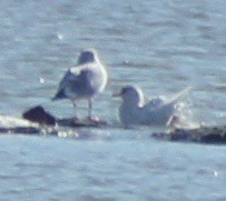 Glaucous Gull - ML86061341