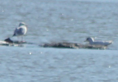 Glaucous Gull - ML86061351