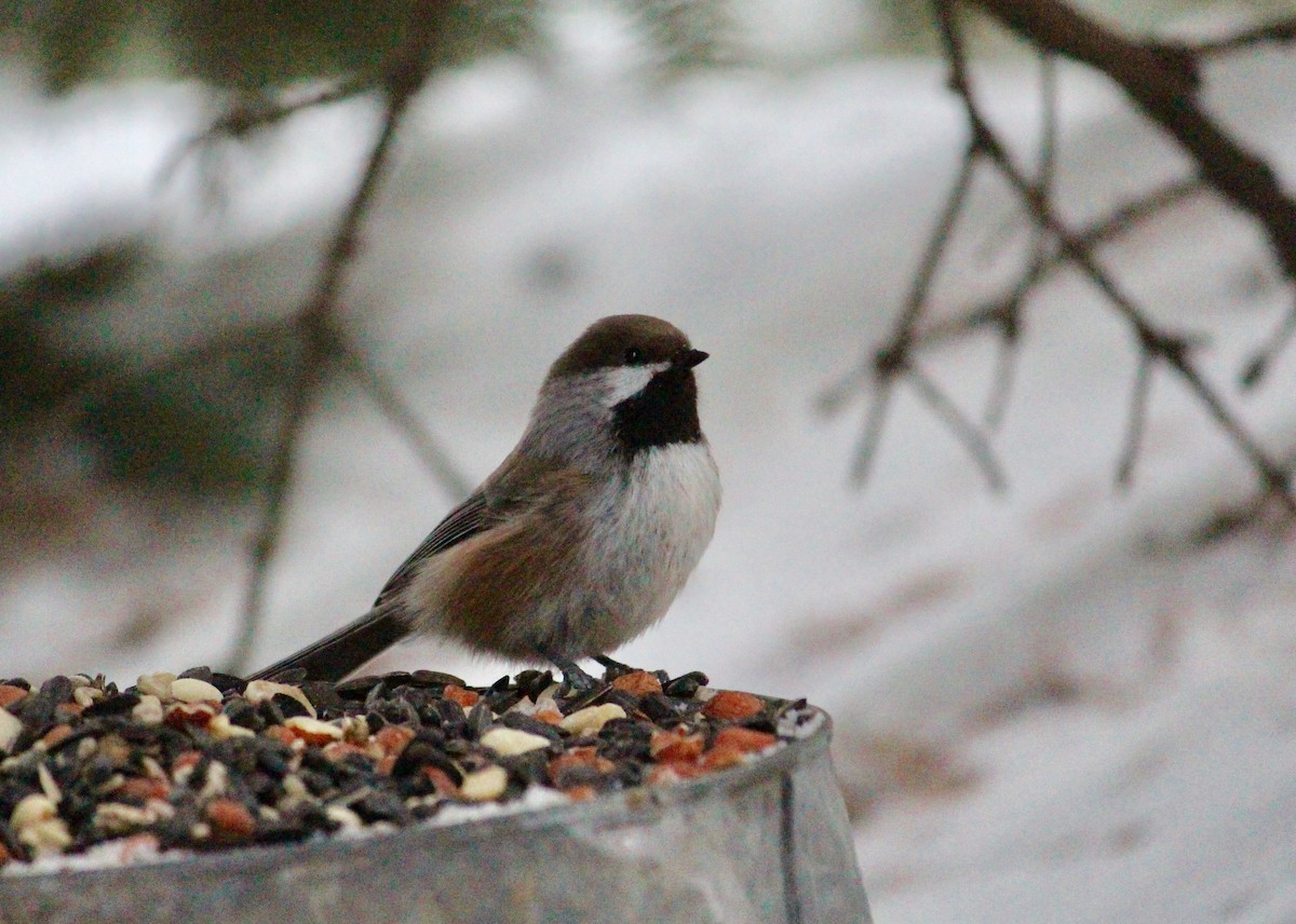 Boreal Chickadee - ML86061371