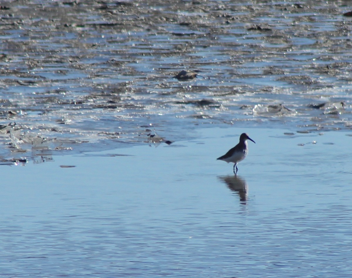 Dunlin - ML86062071