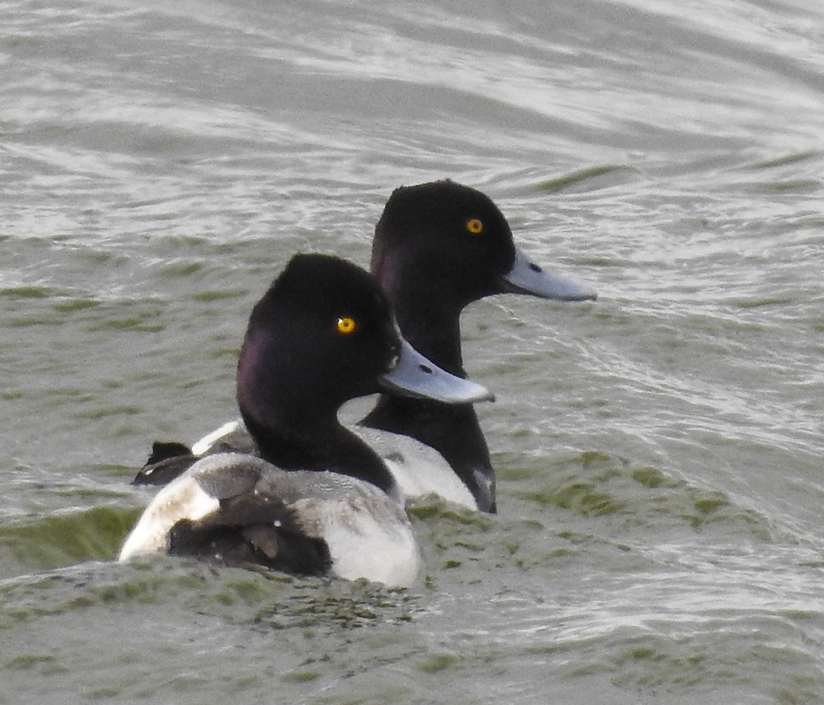 Lesser Scaup - ML86062131