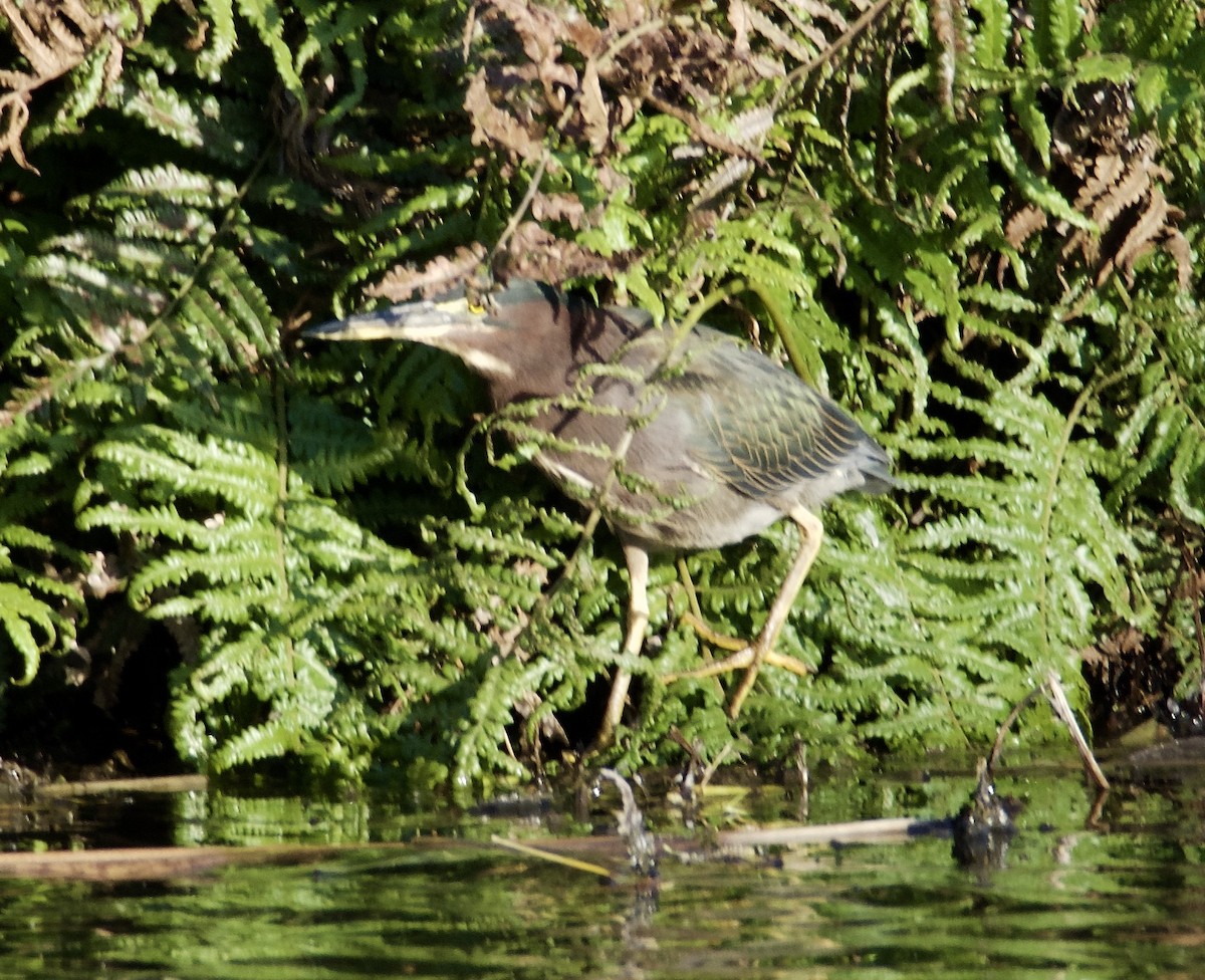 Green Heron - ML86063961