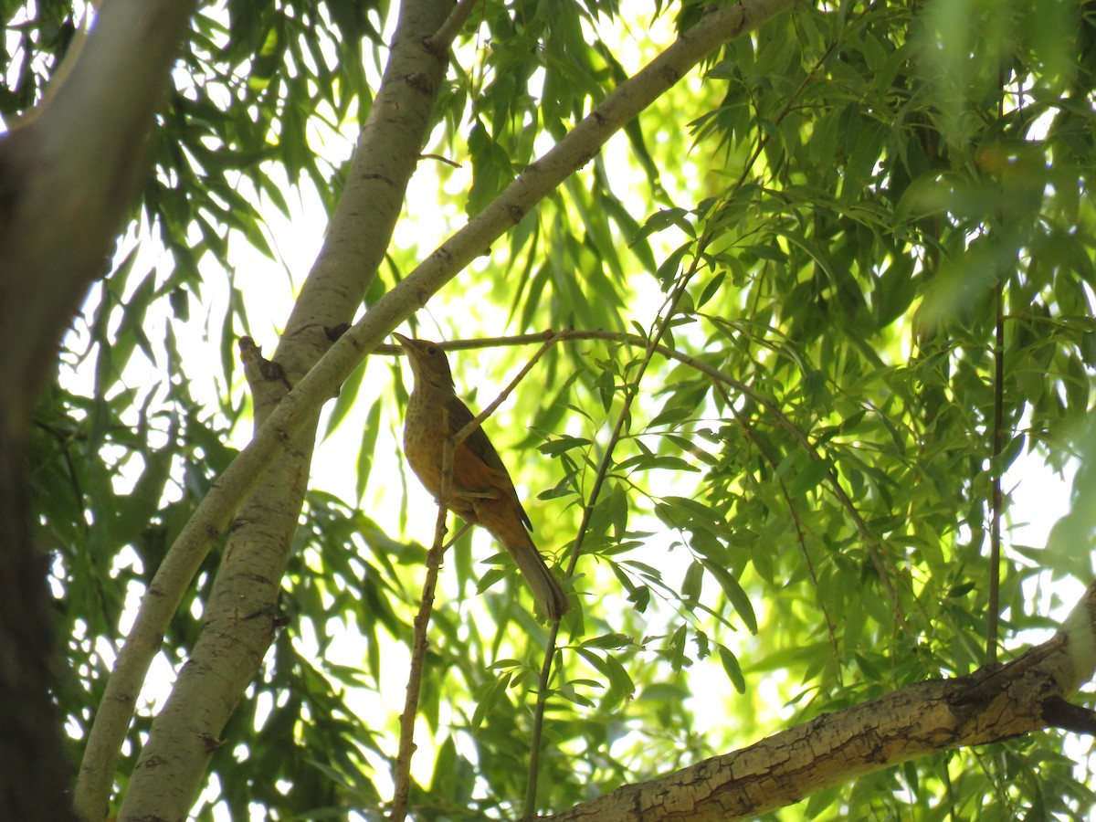 Rufous-bellied Thrush - ML86064671