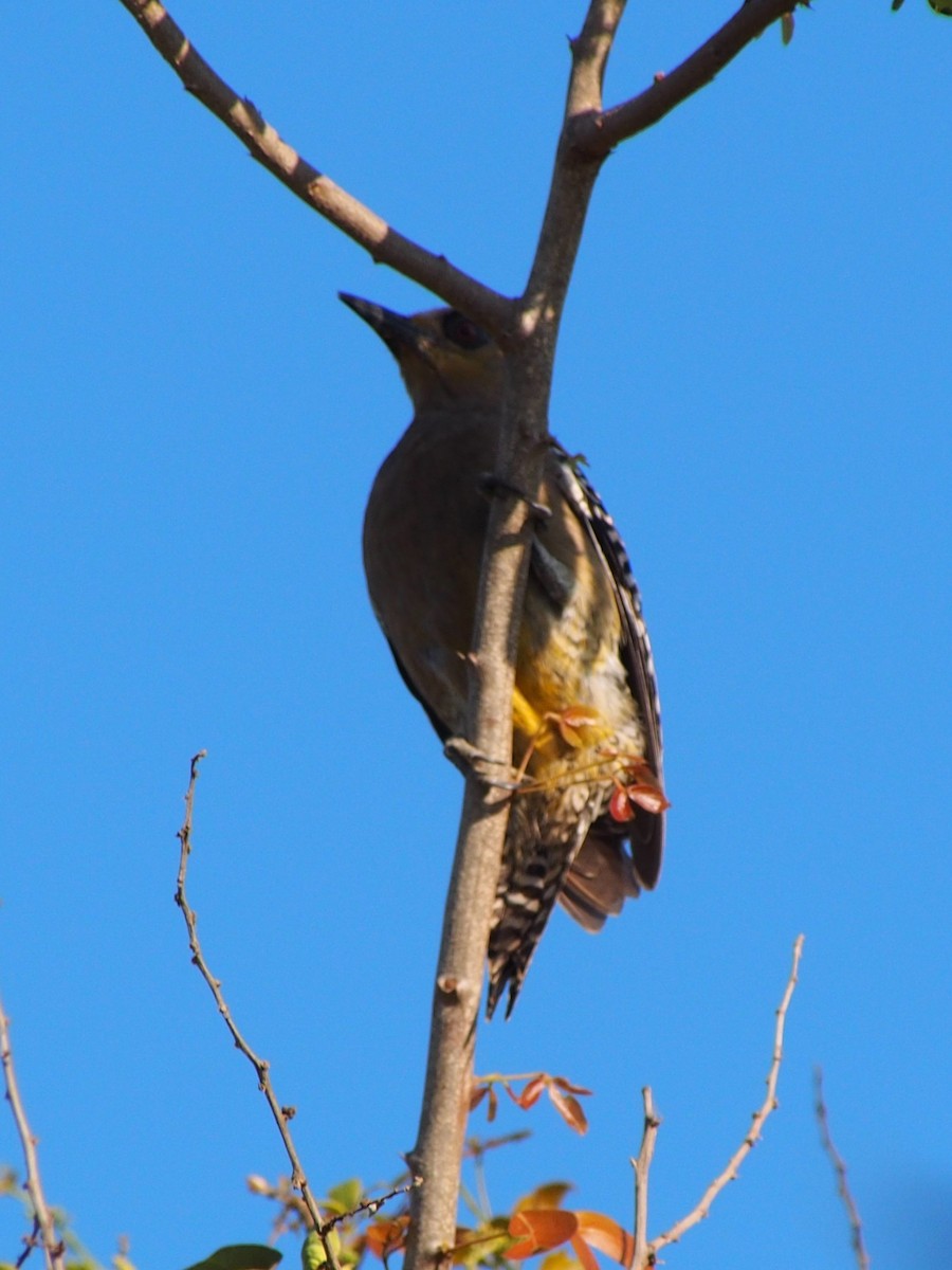 Golden-cheeked Woodpecker - ML86066731