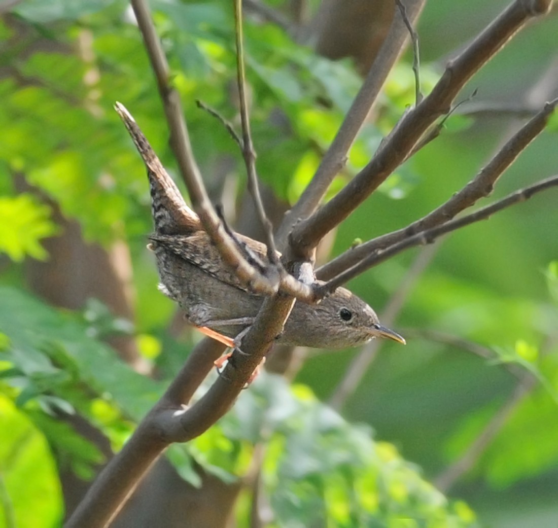 House Wren - ML86067711